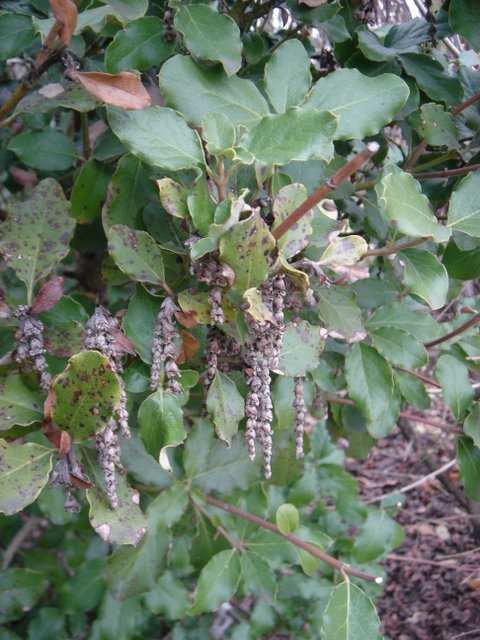 Garrya elliptica P1B P5 (2)